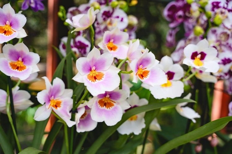 Plusieurs orchidées miltonia roses, oranges et blanches