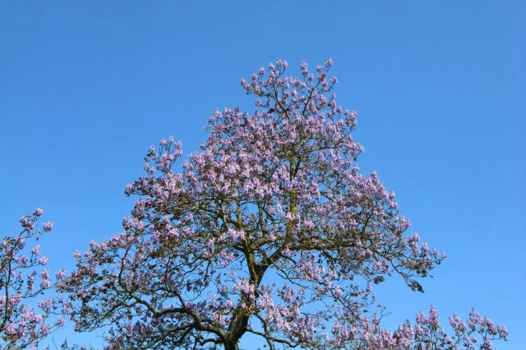 Paulownia