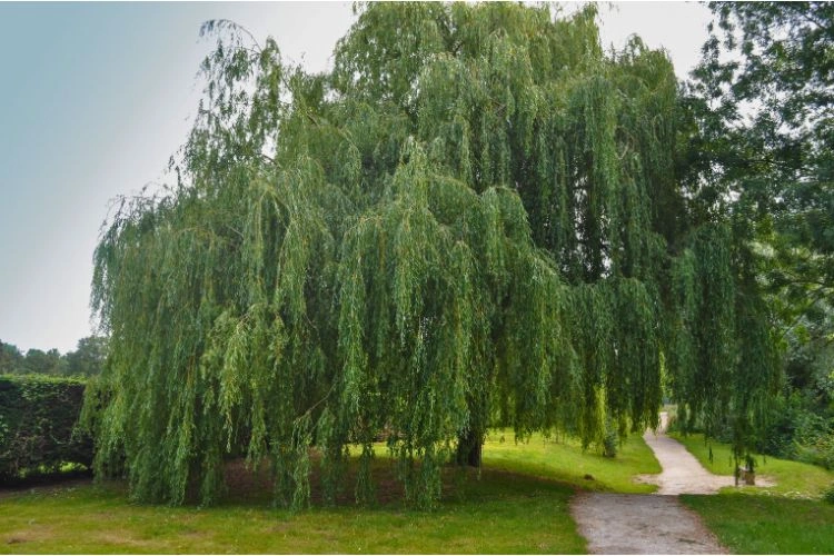 Saule