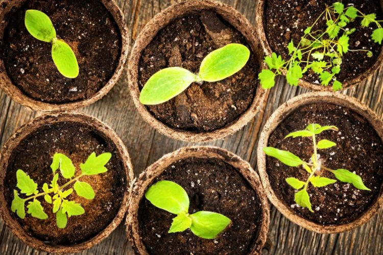 Jeune plante dans de la tourbe