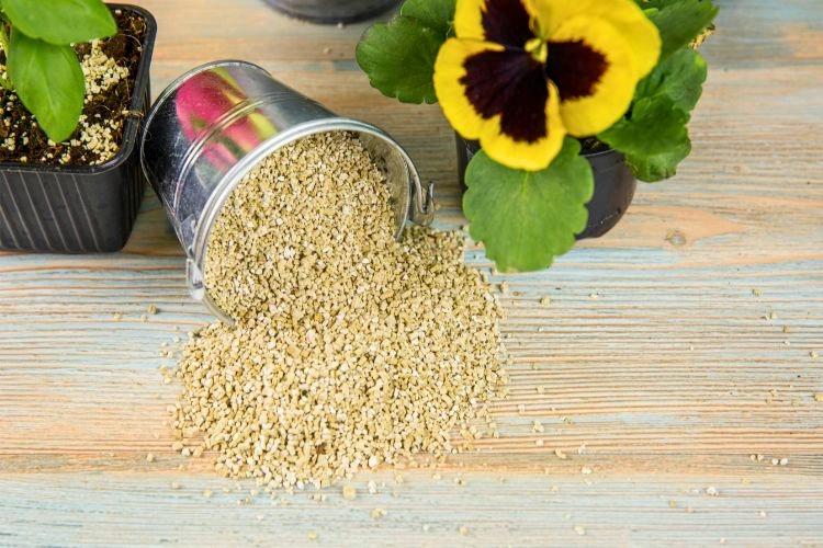 Vermiculite à côté de plante
