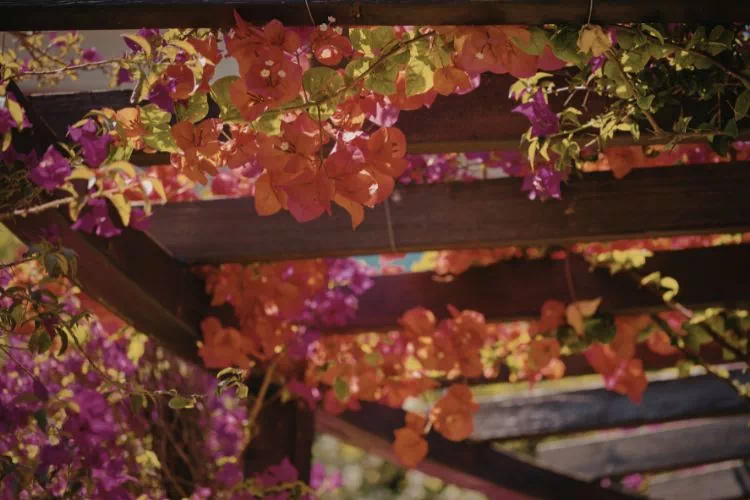 Bougainvillier grimpant sur une pergola