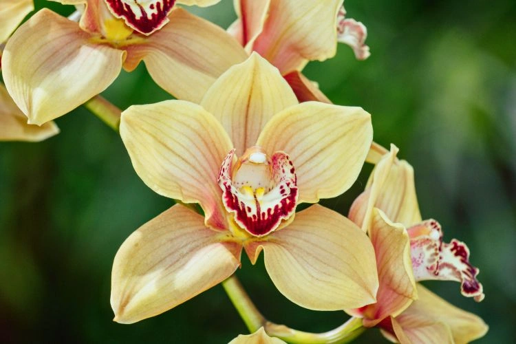 Orchidée cymbidium goeringii belge