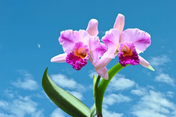 Orchidée cattleya walkeriana