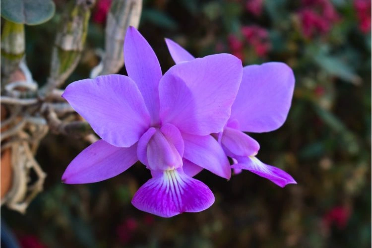 Feuille d'orchidée cattleya walkeriana
