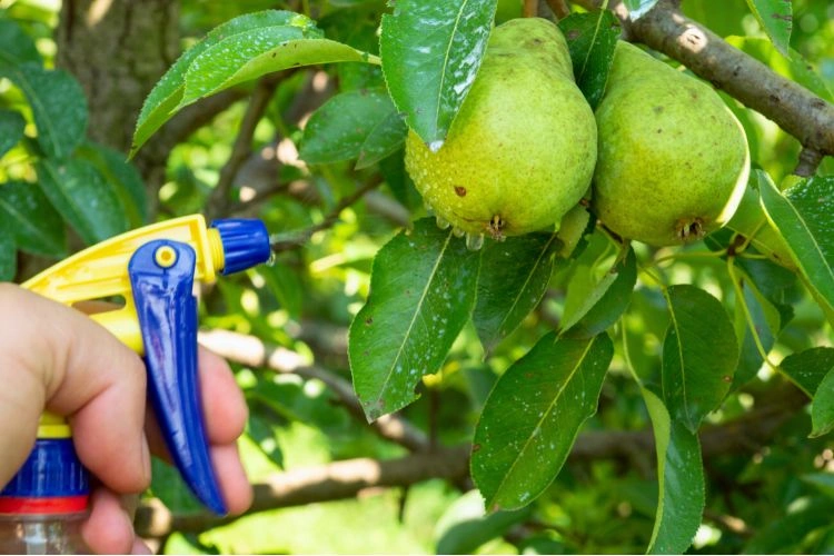 Personne appliquant de la bouillie bordelaise sur ses plantes