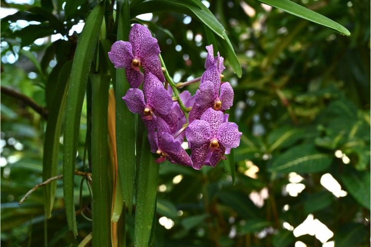 Orchidée
