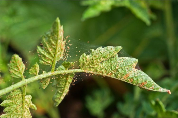 Araignées rouges sur les feuilles d'une plante