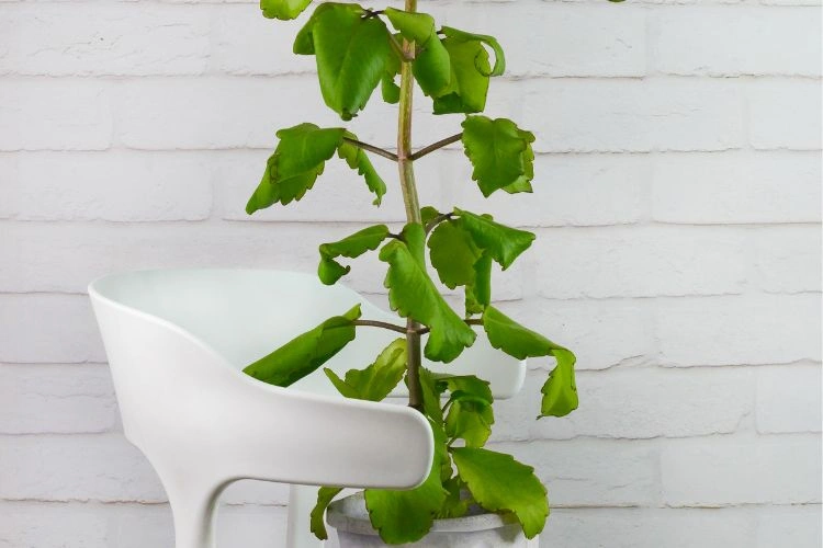 Kalanchoe avec feuilles molles