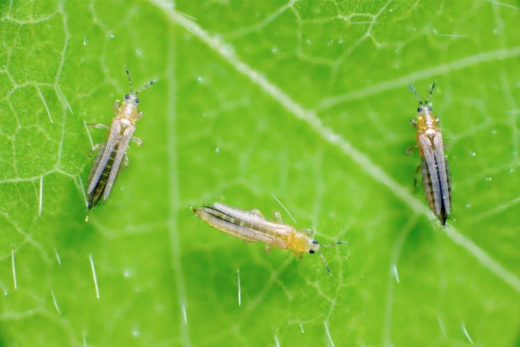 Trois thrips sur feuille verte