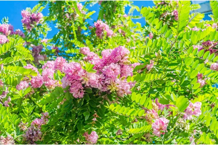 Robinier faux acacia casque rouge