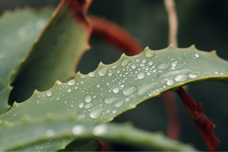 Aloe Vera