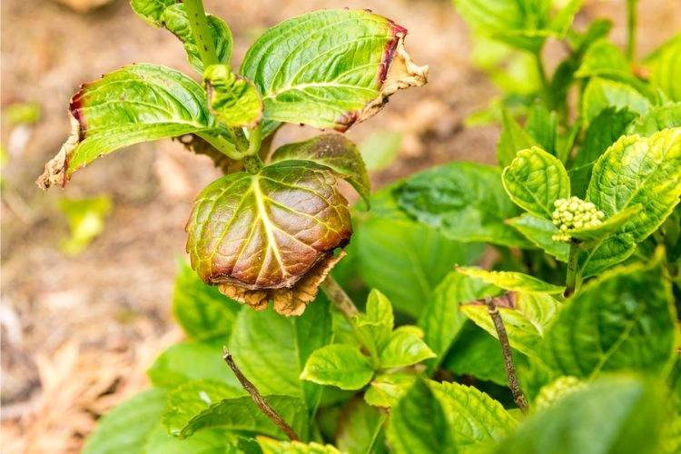Feuilles de l’hortensia brunissent