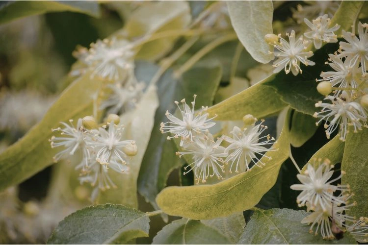 Tilleul avec des feuilles grises