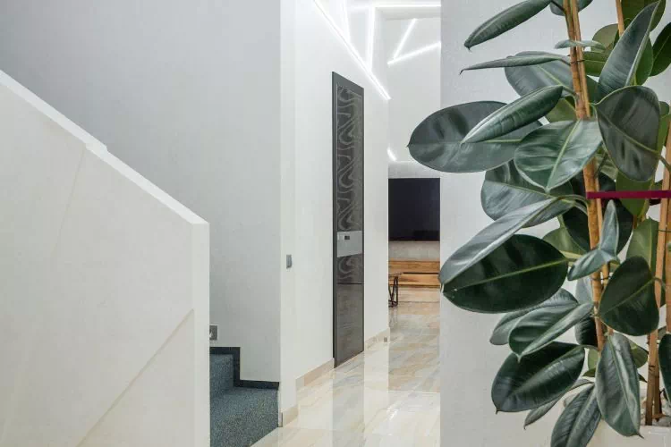 Ficus elastica robusta dans une maison