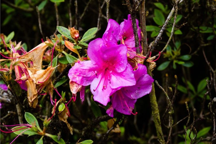 Fleure de rhododendron malade