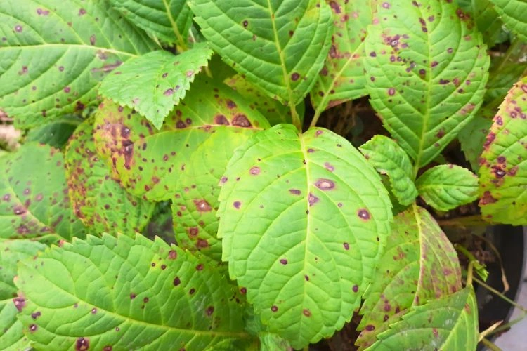 Chlorose ferrique sur hortansia