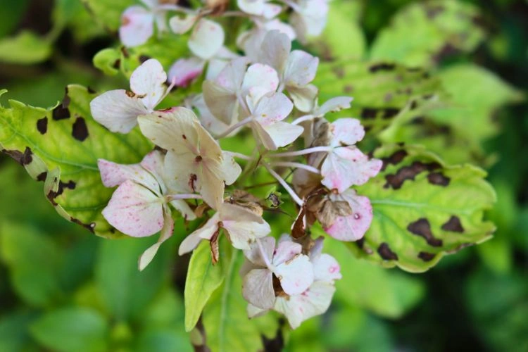 Feuilles d'un hortansia malade