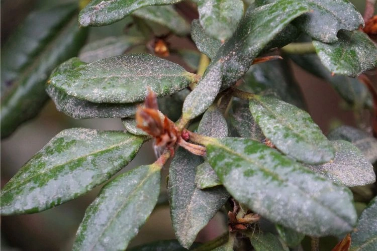Rhododendron malade