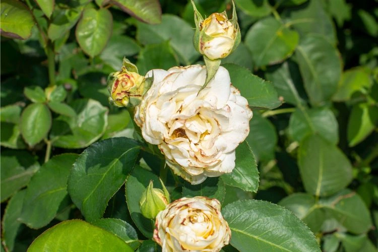 Rosier avec la fleur malade