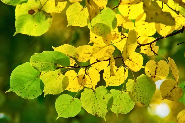 Tilleul avec des feuilles jaunes