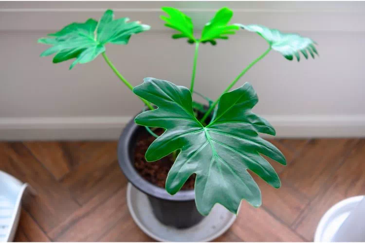 Philodendron Selloum