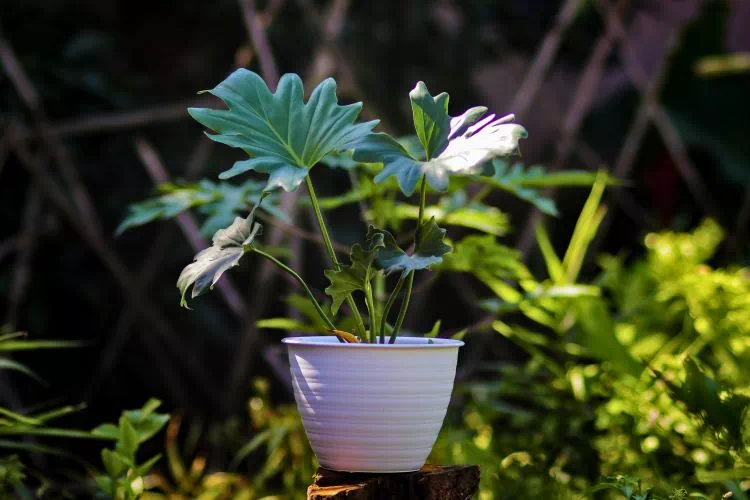 Philodendron Selloum en pot