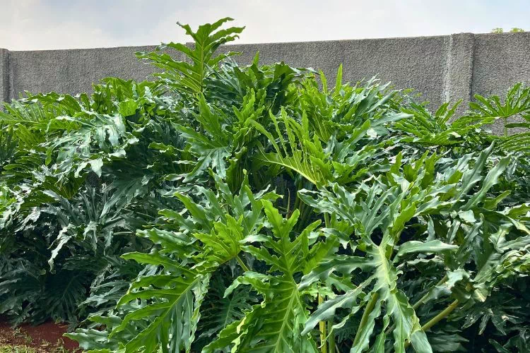 Philodendron Selloum plantés au sol