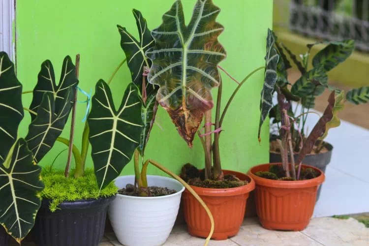 Alocasia avec des feuilles malades