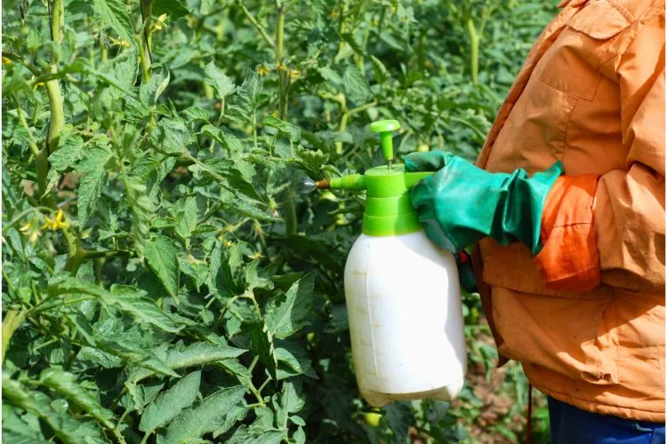 Personne en train de mettre un produit d'entretien sur ces plantes