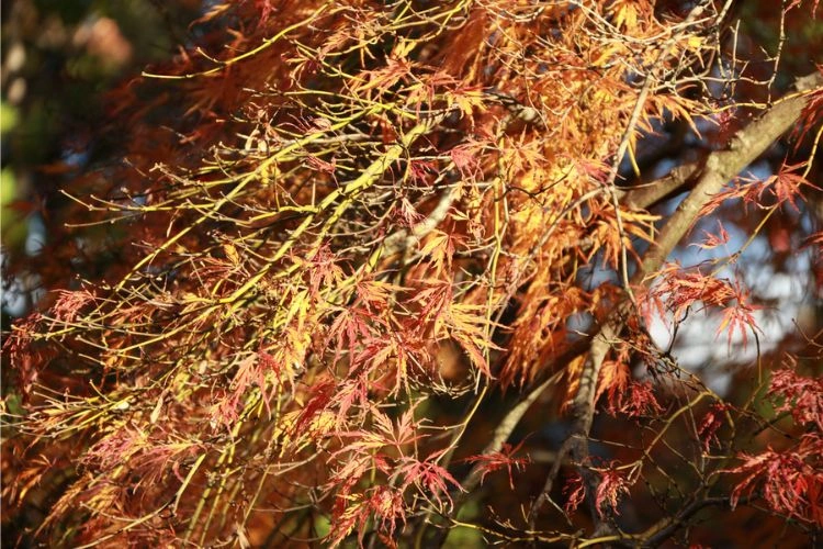 Feuilles d'érable du Japon qui tombent