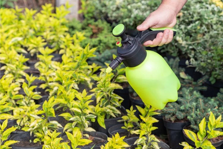 Personne mettant un insecticide sur des plantes