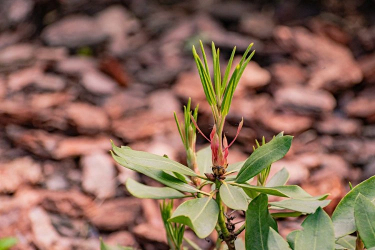 Jeunes spécimens de
