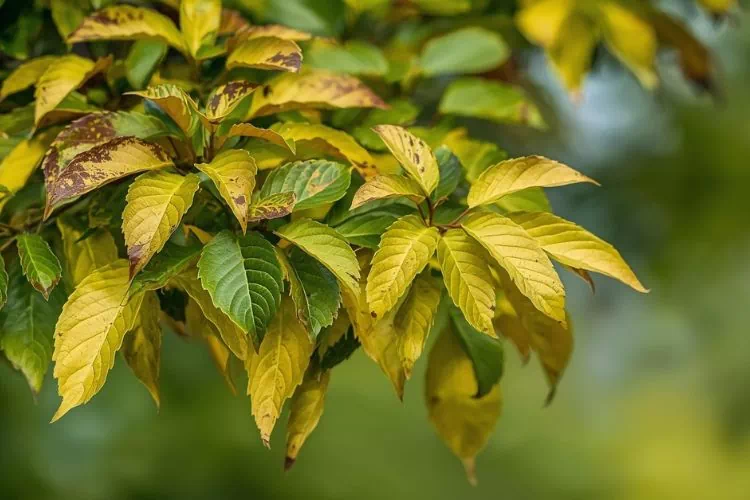Laurier tin avec feuilles jaunes