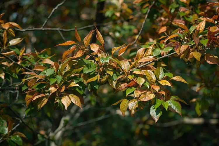 Laurier tin avec feuilles marrons
