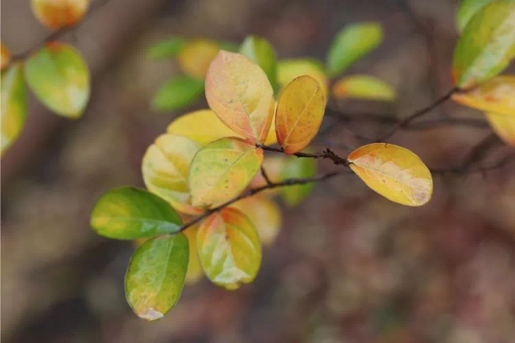 Lilas des indes avec des feuilles jaunes