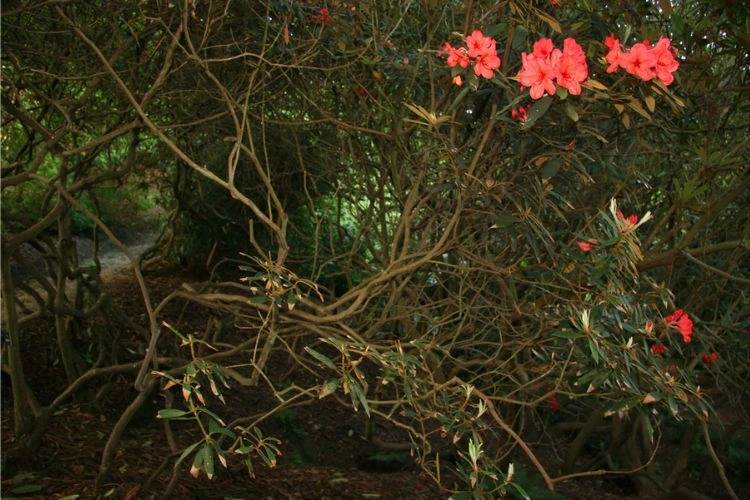 Manque de lumière sur rhododendron