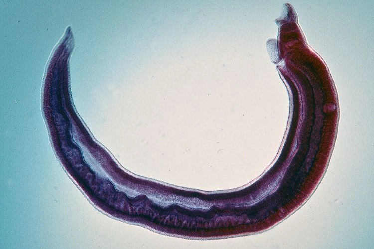 Nématodes entomopathogènes