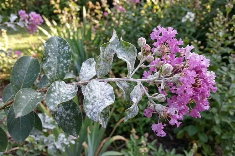 Oïdium du lilas des indes