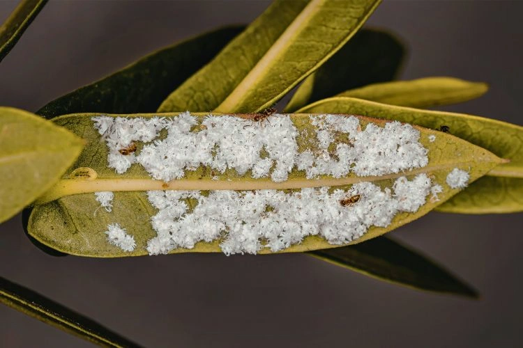 Laurier rose avec la maladie des champignons de l’oïdium