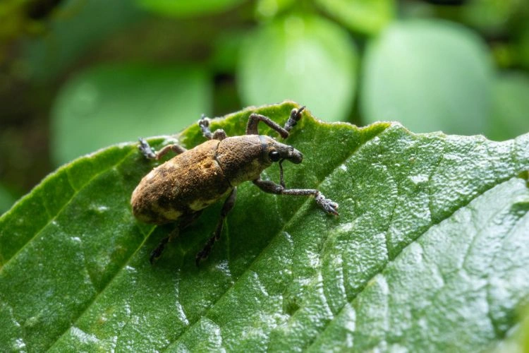 Otiorhynque sur plante