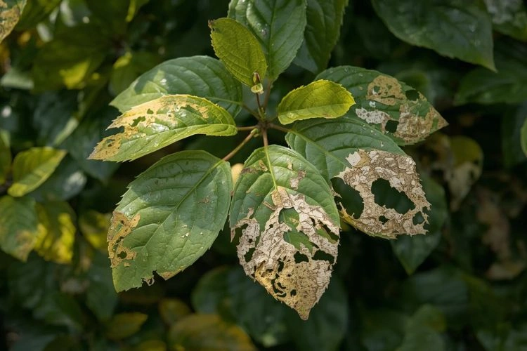 Photinia et la maladie des feuilles mangées