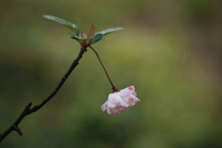 Rhododendron qui ne fleurit pas