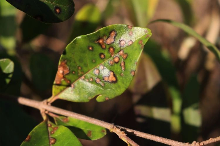 Troène avec des feuilles marron