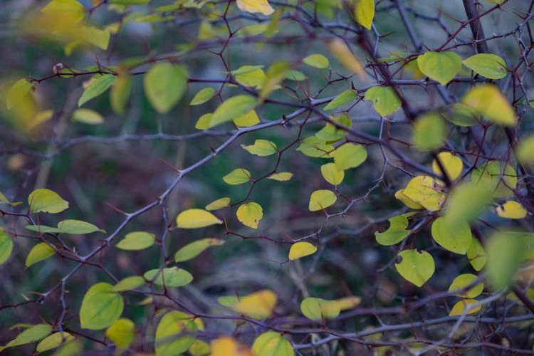 Troène qui perd des feuilles