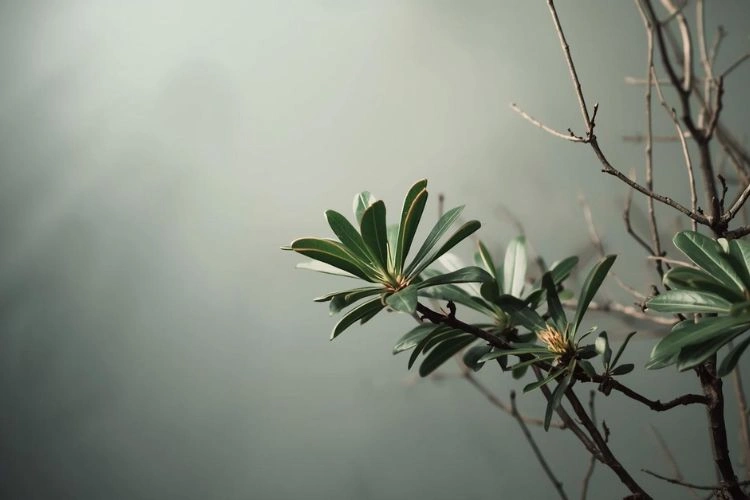 Rhododendron sans feuilles