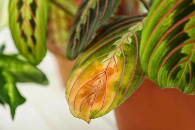 Maranta avec des feuilles malades
