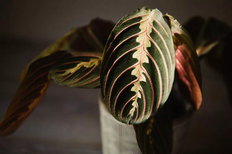 Maranta avec feuilles qui tombent