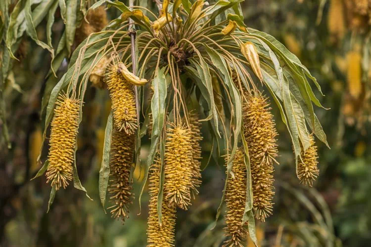 Mimosa avec des feuilles qui tombent