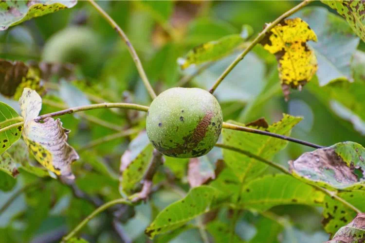 Anthracnose